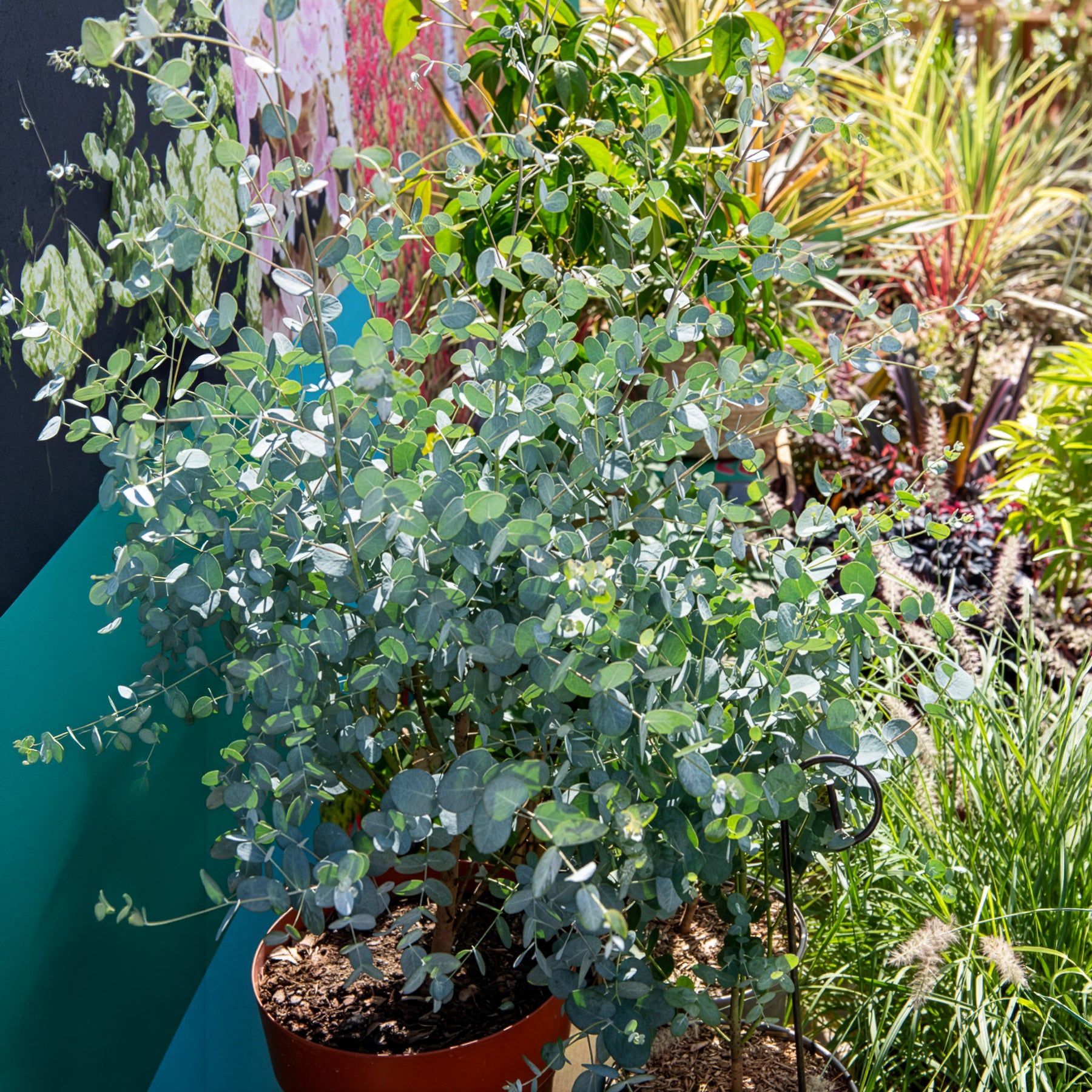 Eukalyptus Silverana - Willemse