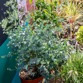 Eukalyptus Silverana - Willemse