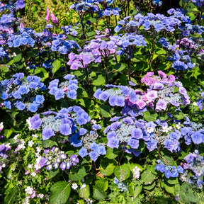 Hortensie Zorro Blue - Hydrangea Zorro - Willemse