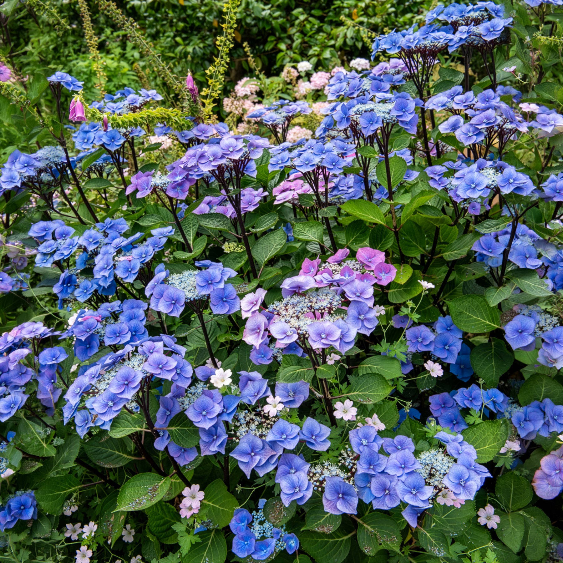 Hortensie Zorro Blue - Willemse