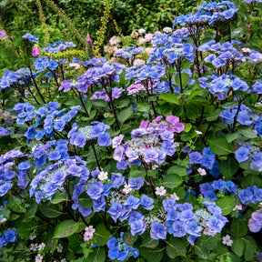 Hortensie Zorro Blue - Willemse