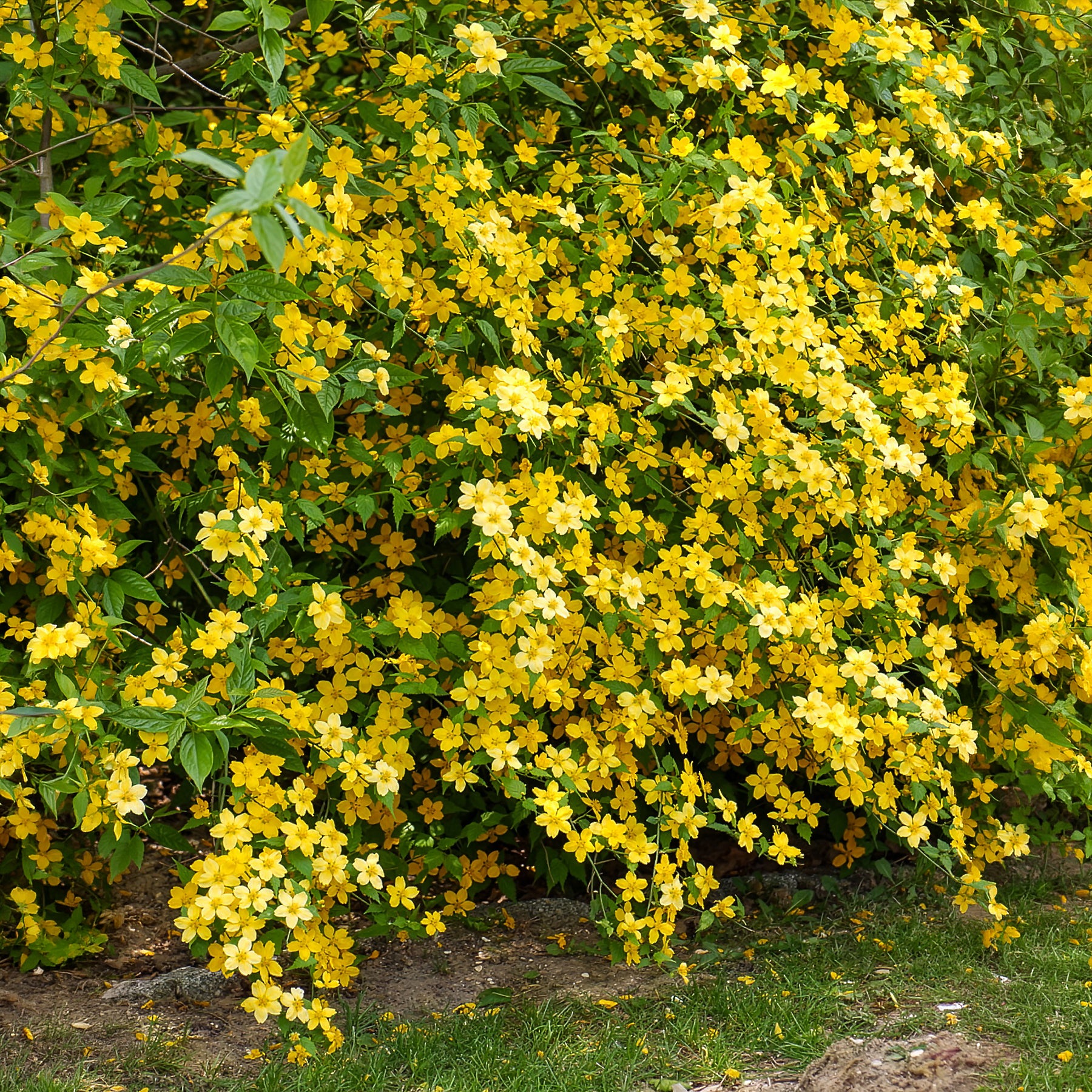 Blühende Sträucher - Ranunkelstrauch Golden Guinea - Kerria japonica Golden Guinea
