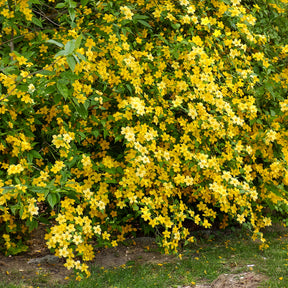 Blühende Sträucher - Ranunkelstrauch Golden Guinea - Kerria japonica Golden Guinea