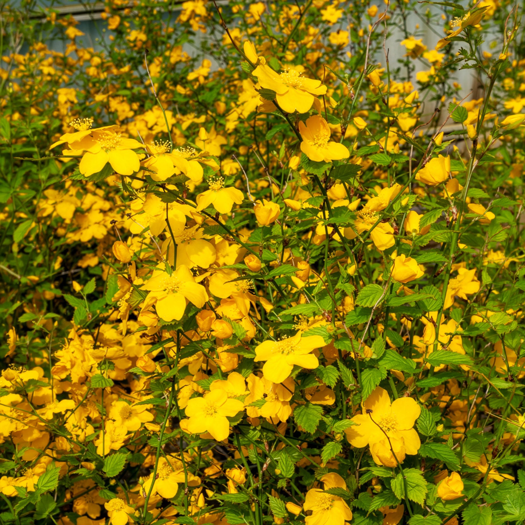 Ranunkelstrauch Golden Guinea - Willemse