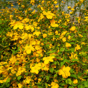 Ranunkelstrauch Golden Guinea - Willemse