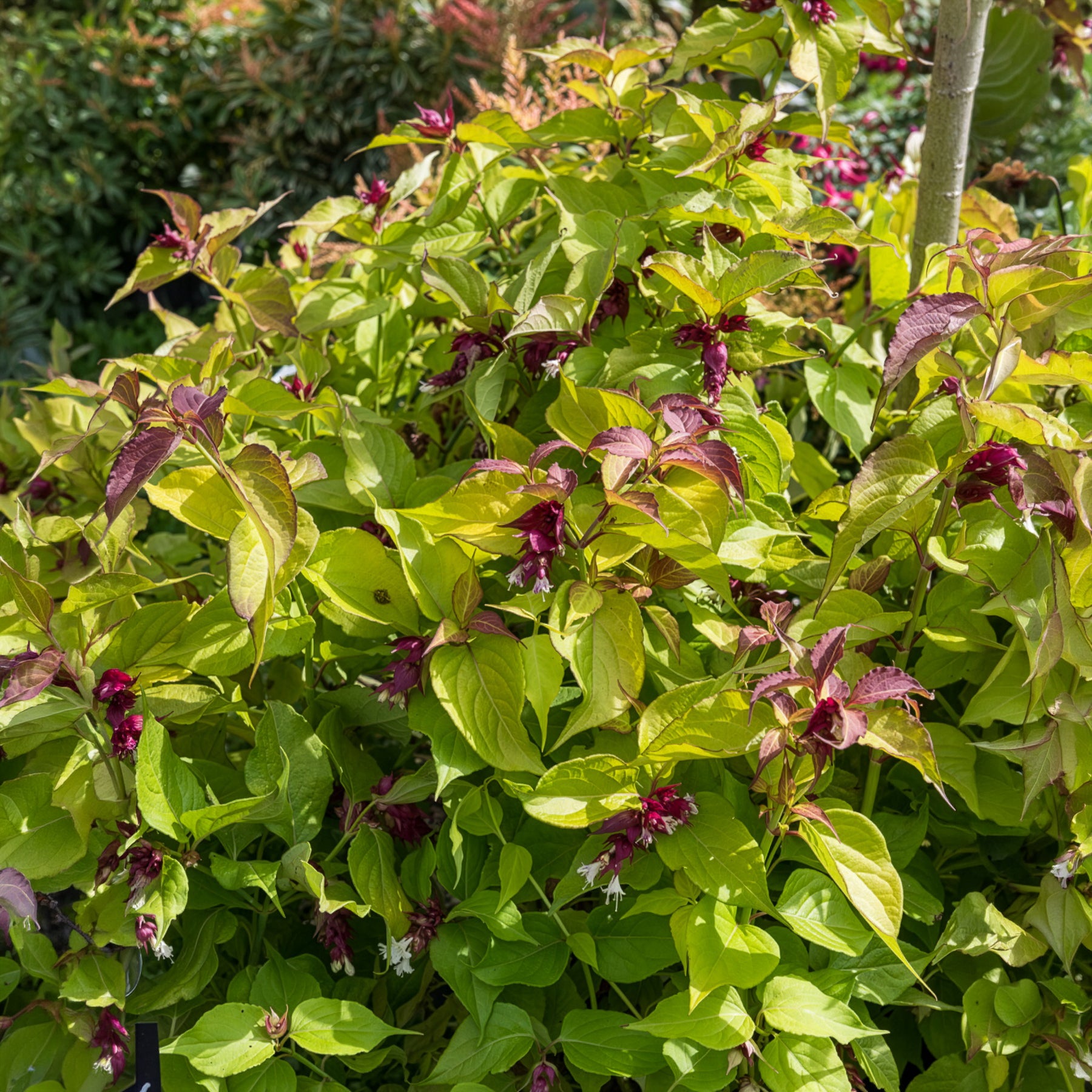 Fasanenstrauch Golden Lanterns - Leycesteria formosa Golden Lanterns - Willemse