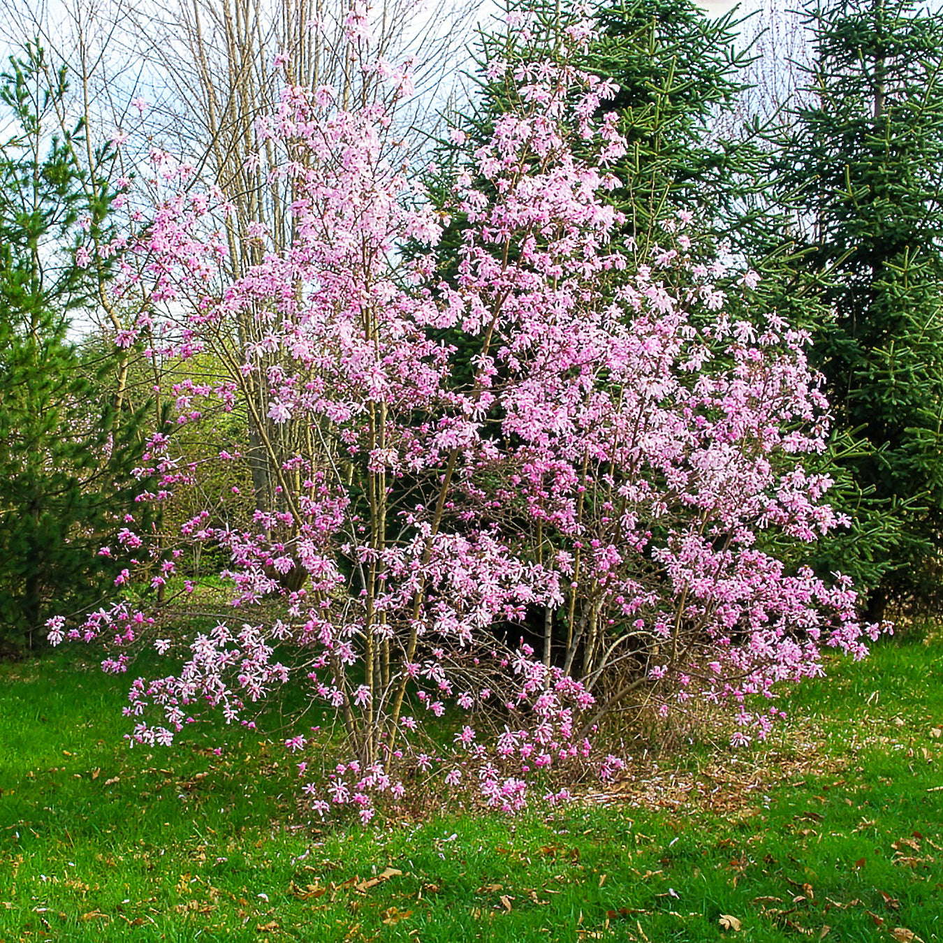 Magnolia Leonard Messel - Willemse
