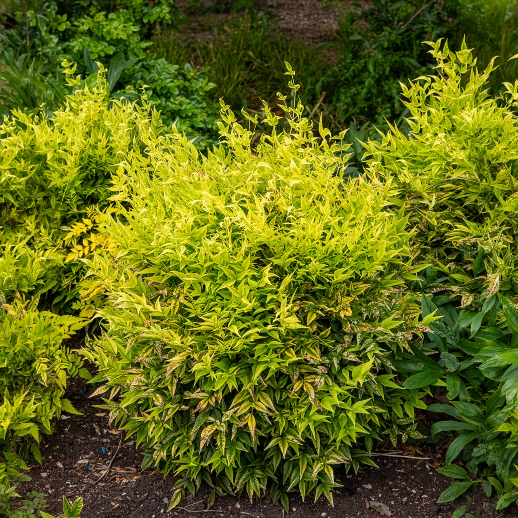 Himmelsbambus Magical Lemon Lime - Nandina domestica Magical Lemon Lime Tc - Willemse