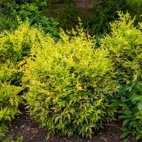 Himmelsbambus Magical Lemon Lime - Nandina domestica Magical Lemon Lime Tc - Willemse
