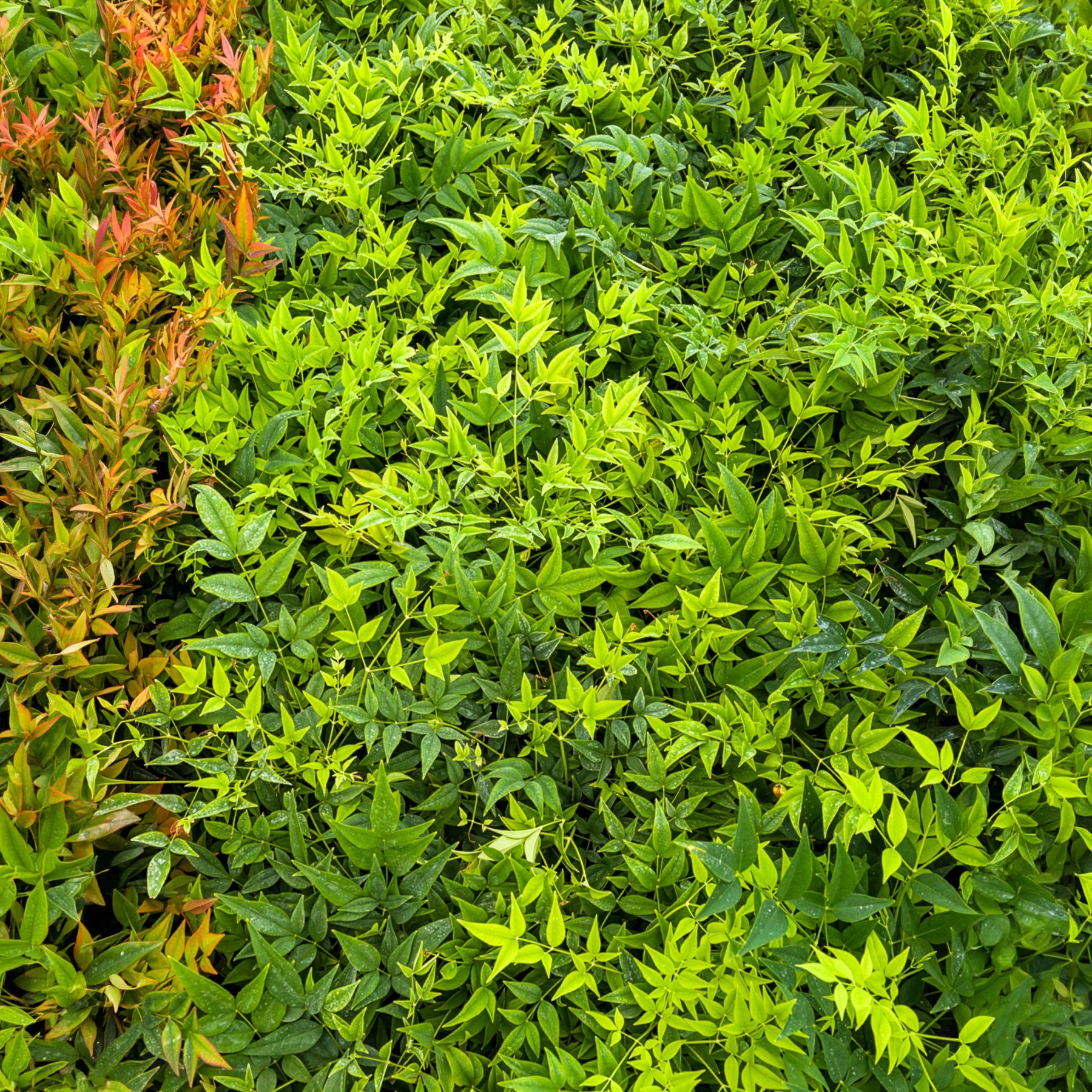 Nandina domestica Magical Lemon Lime Tc - Himmelsbambus Magical Lemon Lime - Immergrüne Pflanzen