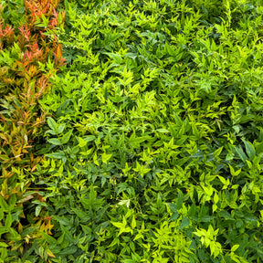 Nandina domestica Magical Lemon Lime Tc - Himmelsbambus Magical Lemon Lime - Immergrüne Pflanzen