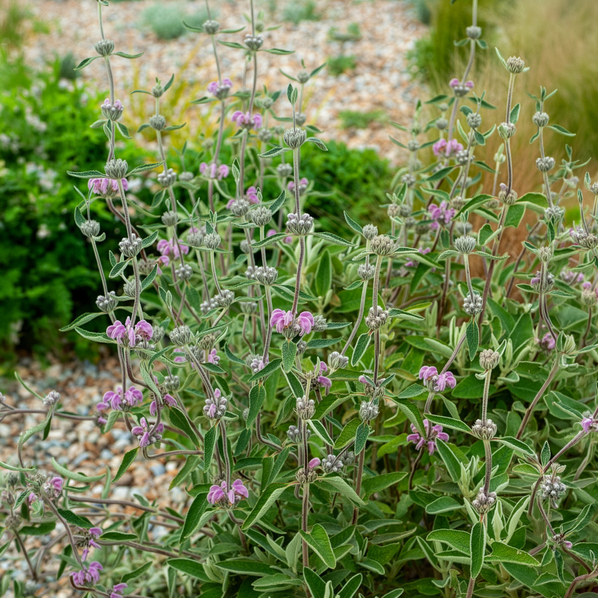 Purpurfarbene Brandkraut - Phlomis purpurea - Willemse