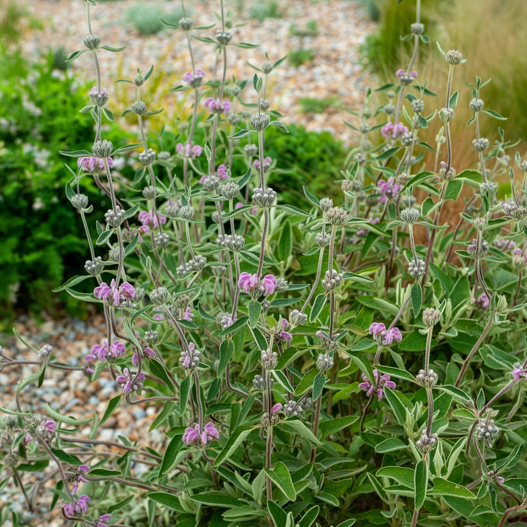Purpurfarbene Brandkraut - Phlomis purpurea - Willemse