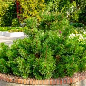 Bergkiefer Pumilio - Pinus mugo Pumilio - Willemse