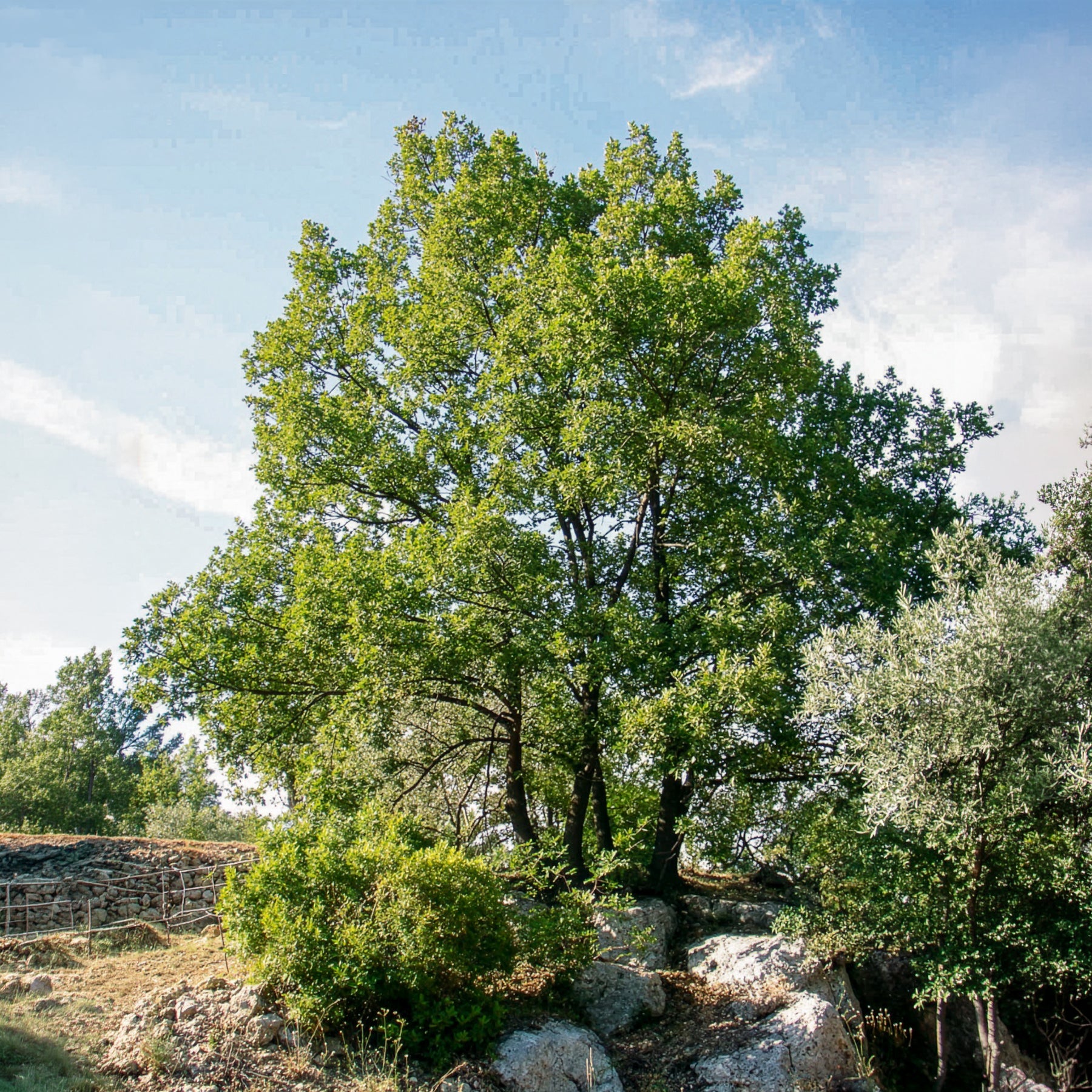 Flaumeiche