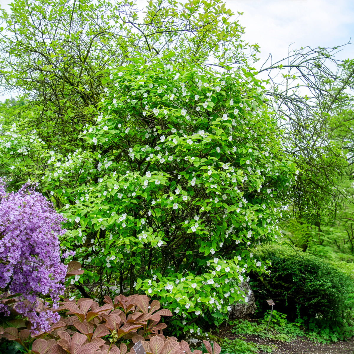Scheinkerrie - Rhodotypos scandens - Willemse