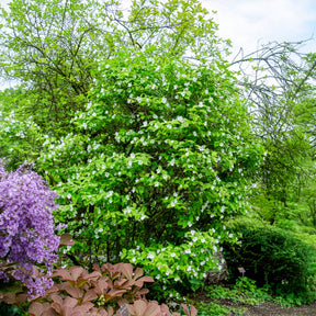 Scheinkerrie - Rhodotypos scandens - Willemse