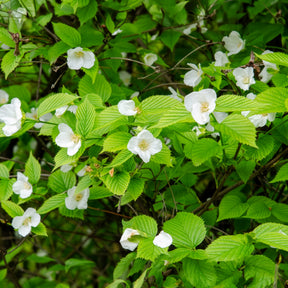 Scheinkerrie