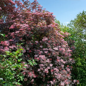 Schwarzer Holunder Black Beauty - Willemse