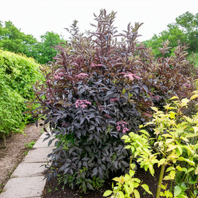 Schwarzer Holunder Black Beauty - Sambucus nigra Black Beauty - Willemse