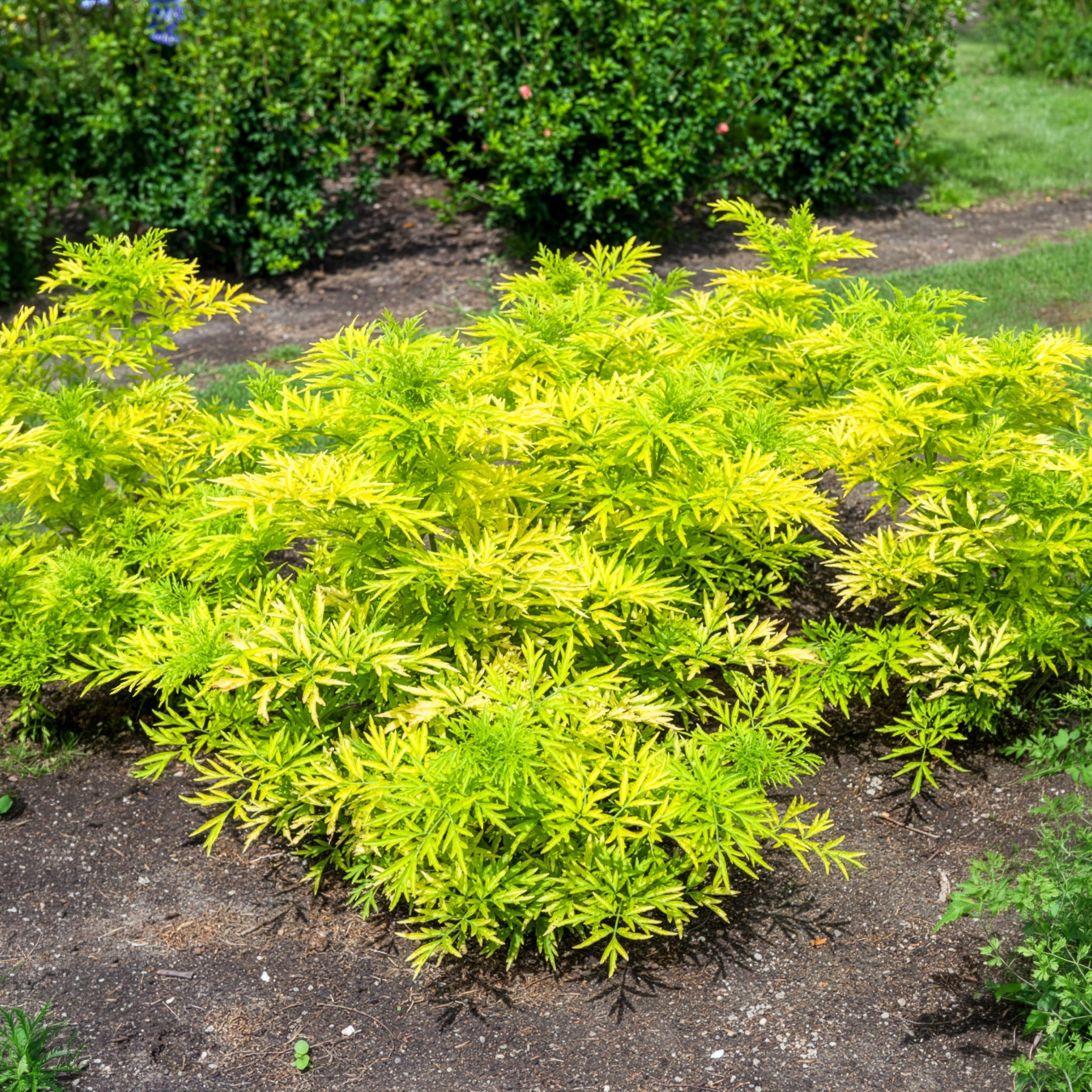 Schwarzer Holunder Golden Tower - Sambucus nigra Golden Tower - Willemse