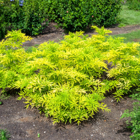 Schwarzer Holunder Golden Tower - Sambucus nigra Golden Tower - Willemse