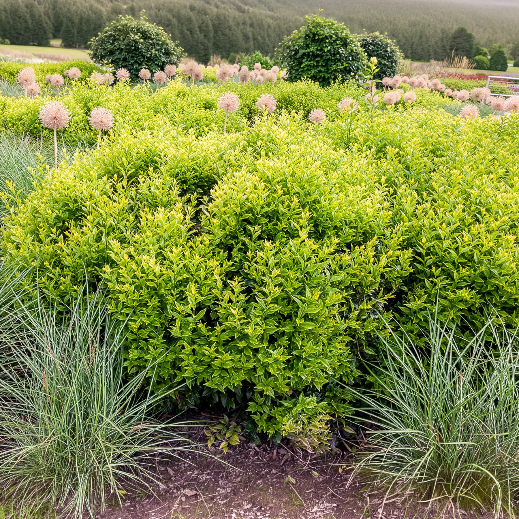 Verkauf Fleischbeere - Sarcococca confusa