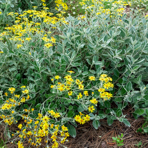 Greiskraut Sunshine - Willemse