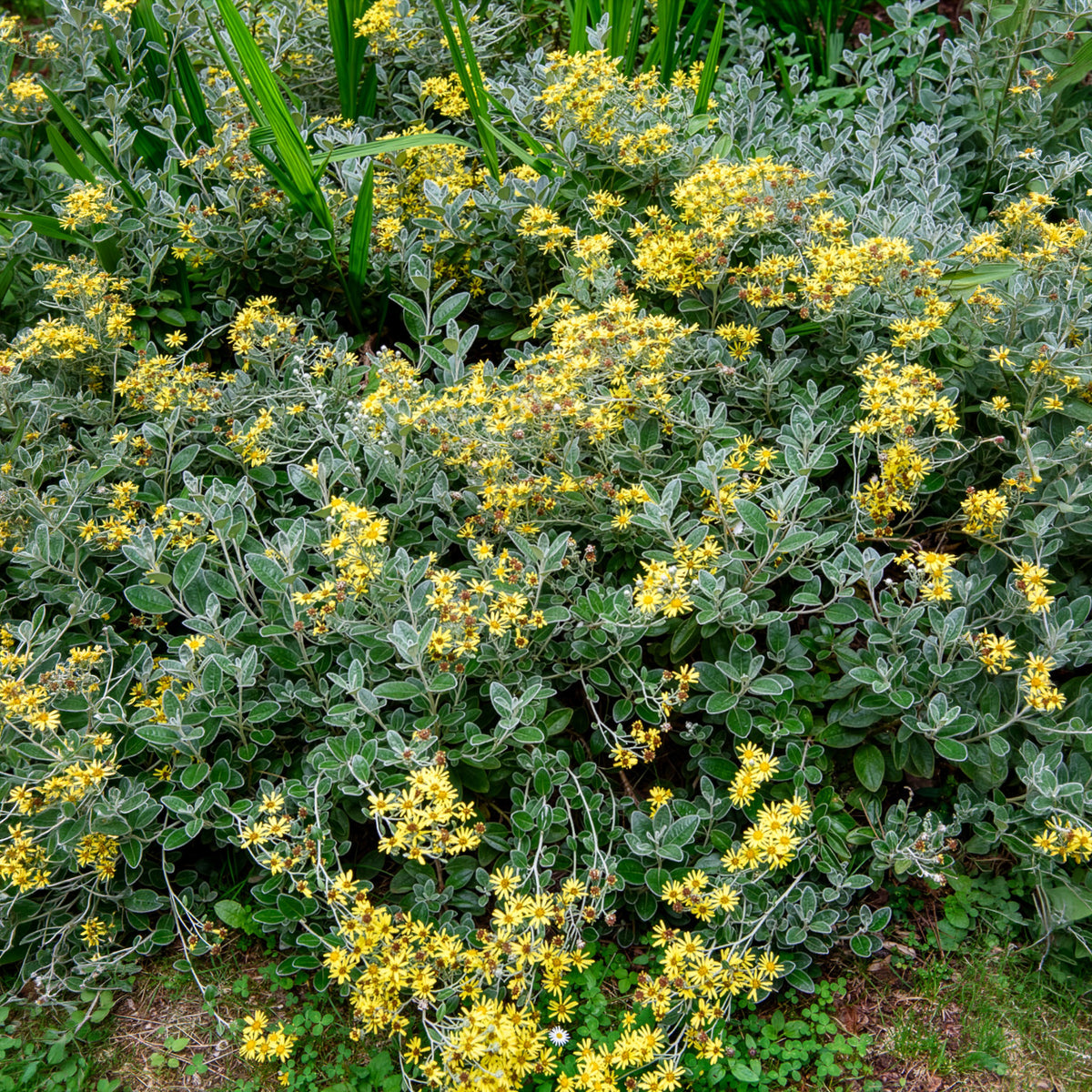 Greiskraut Sunshine - Senecio greyi Sunshine - Willemse
