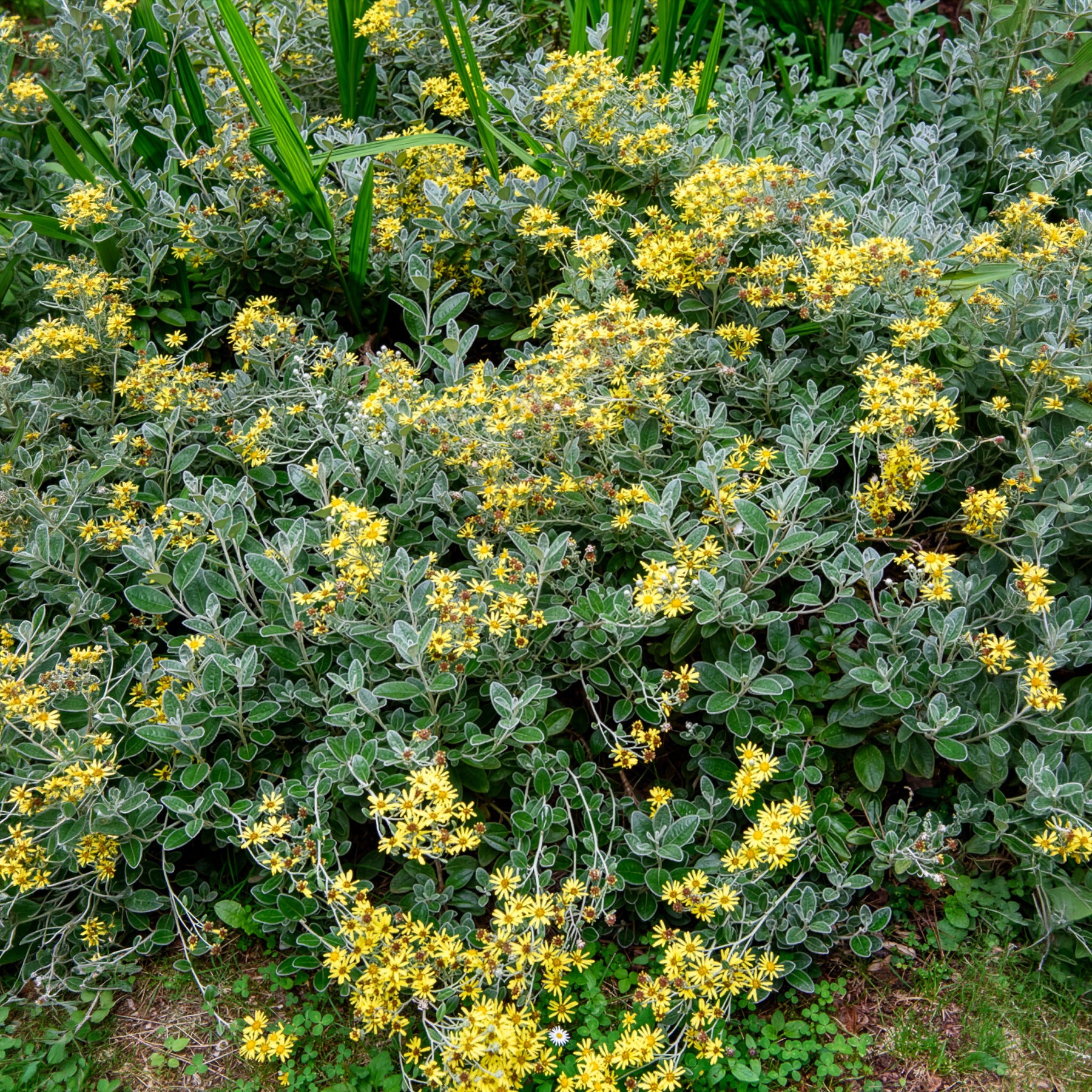 Greiskraut Sunshine - Senecio greyi Sunshine - Willemse