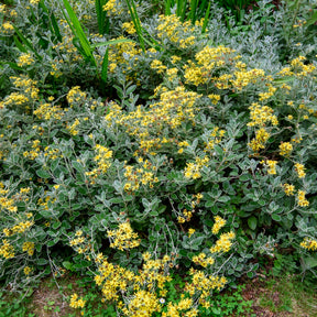 Greiskraut Sunshine - Senecio greyi Sunshine - Willemse