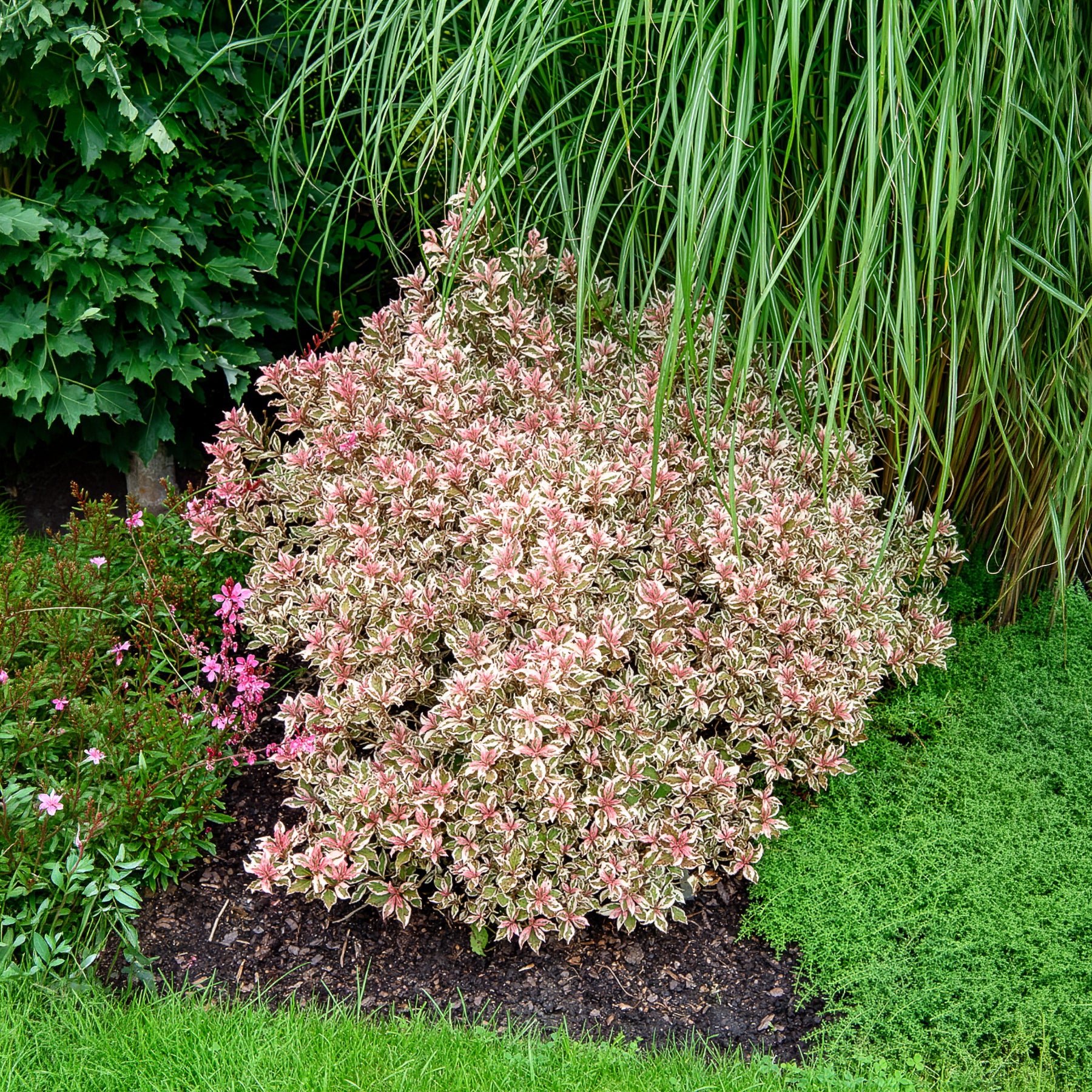 Weigela florida Monet - Weigelie Monet - Blühende Sträucher