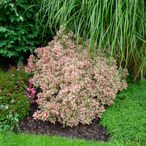 Weigela florida Monet - Weigelie Monet - Blühende Sträucher