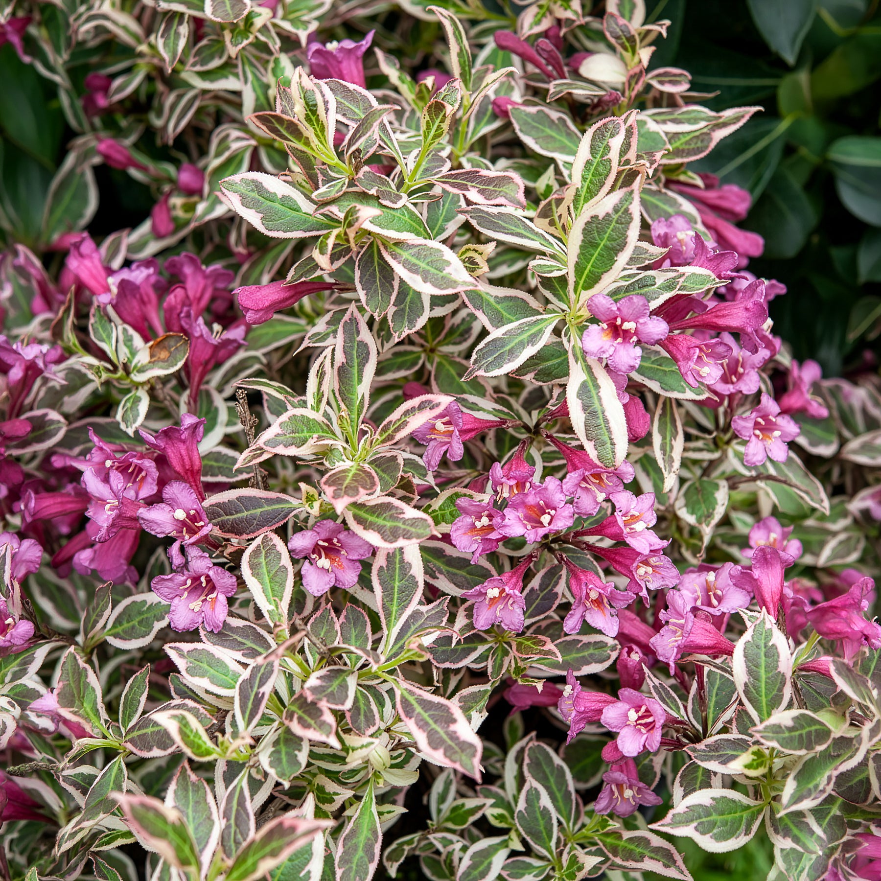 Weigelie Monet - Weigela florida Monet - Willemse