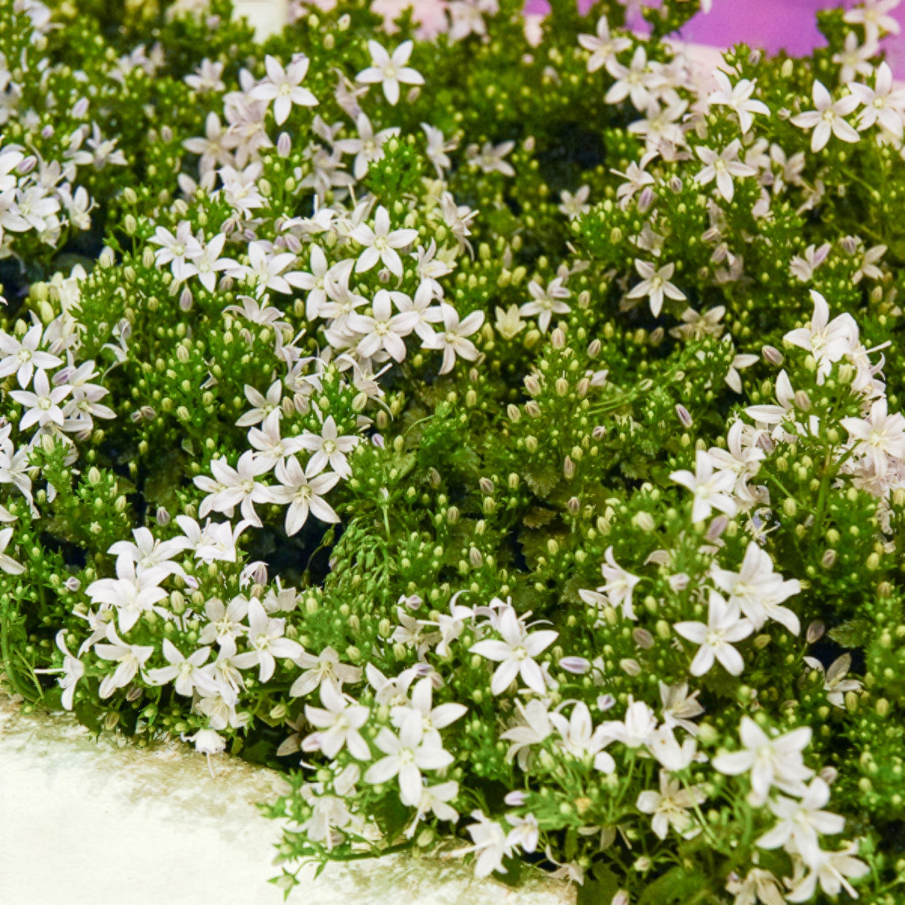 Witte muurklokje - Campanula portenschlagiana - Willemse