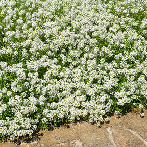 Duftsteinrich hängend - Lobularia maritima - Willemse