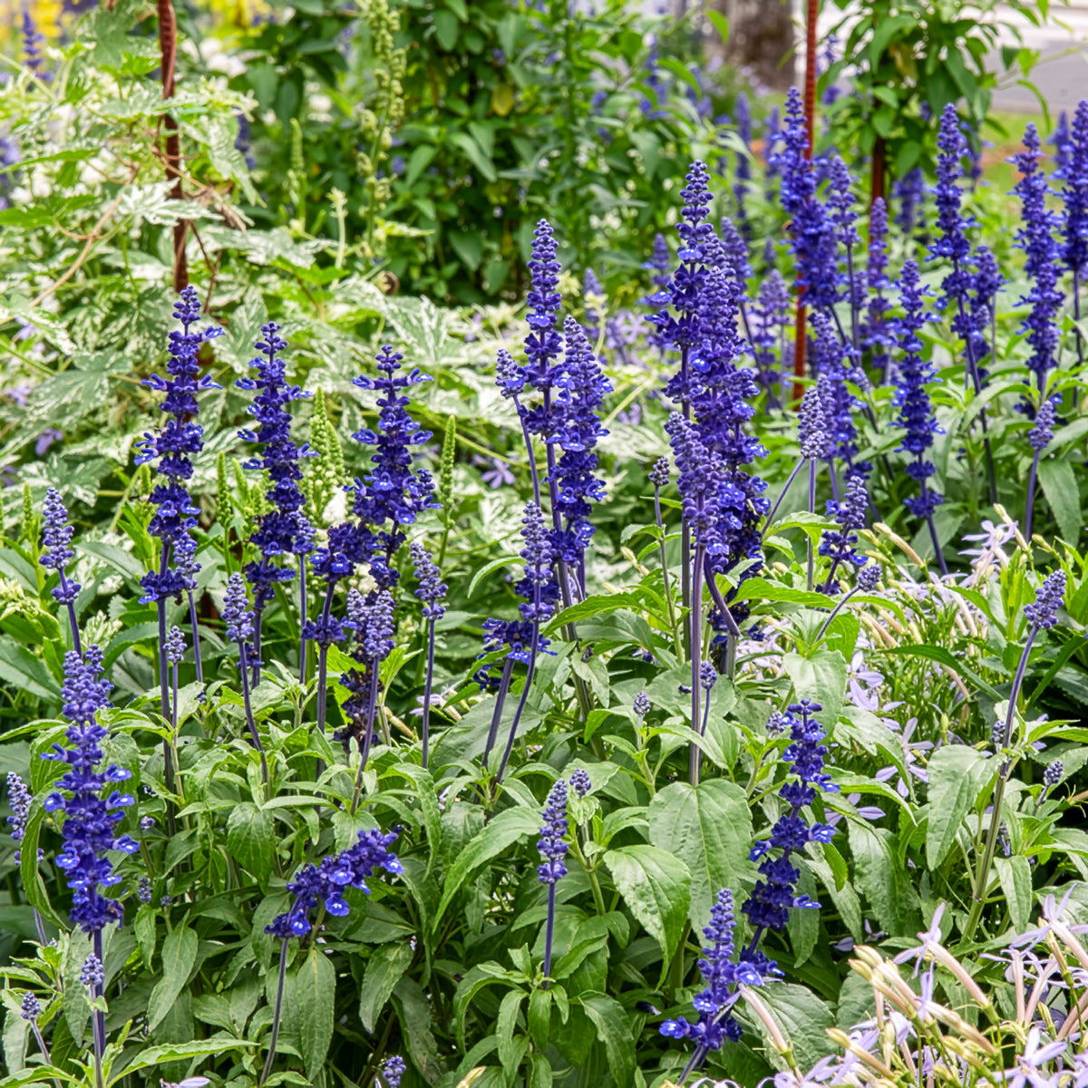 Mehlsalbei - Salvia farinacea - Willemse