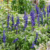 Mehlsalbei - Salvia farinacea - Willemse