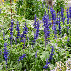 Mehlsalbei - Salvia farinacea - Willemse