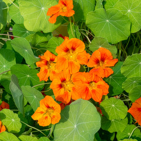 Orange Kapuzinerkresse - Tropaeolum majus - Willemse