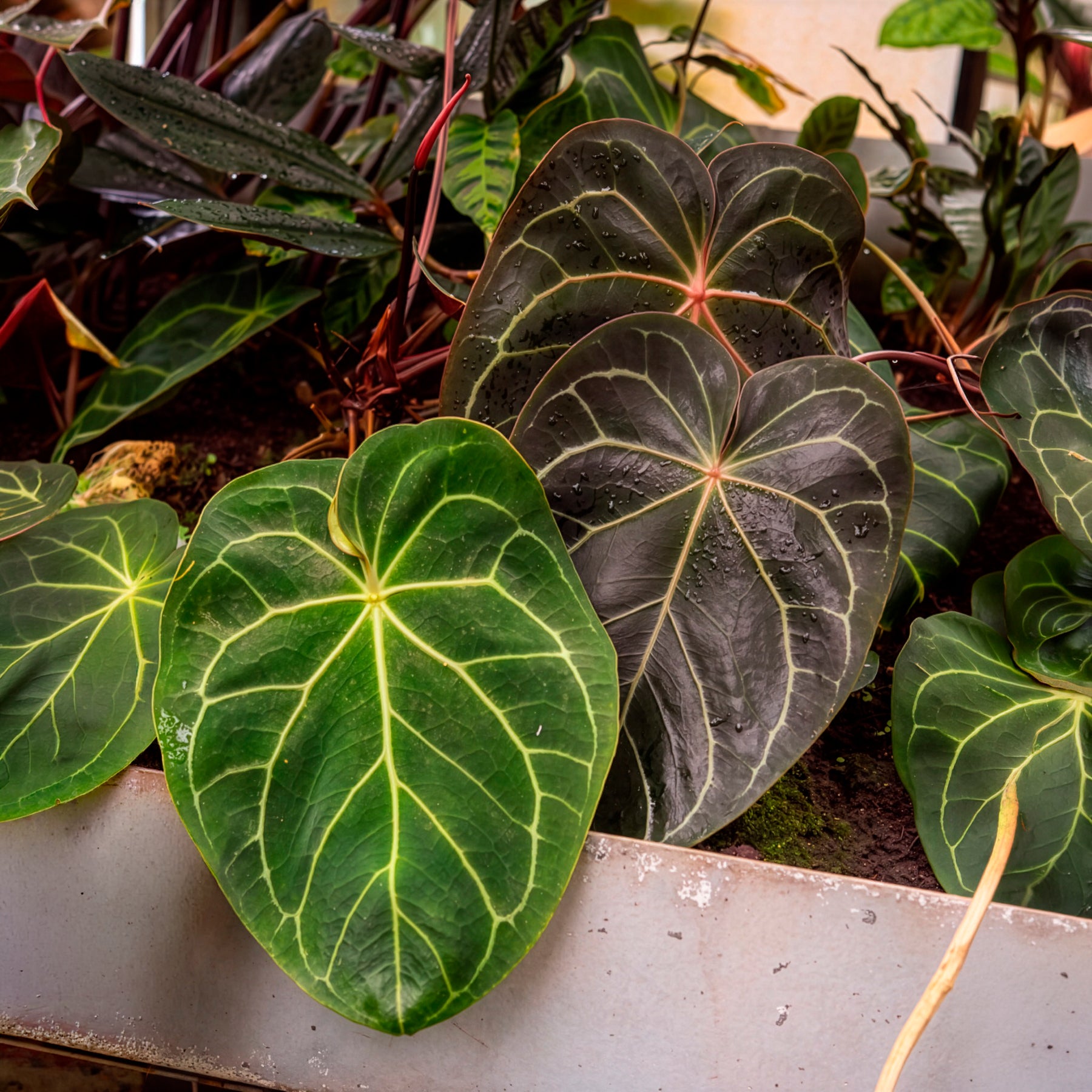 Kristal-anthurium