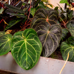 Kristal-anthurium