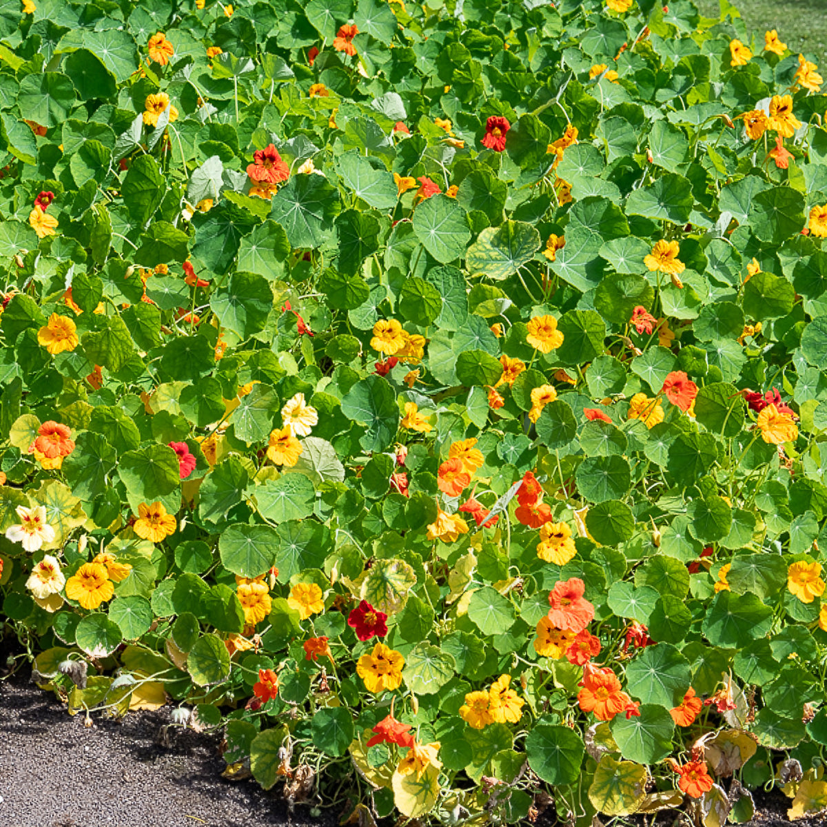 Gele Oost-Indische kers - Willemse