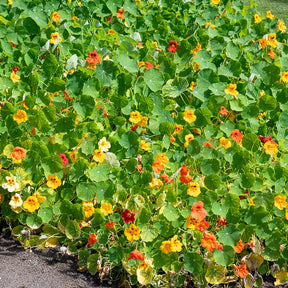 Gele Oost-Indische kers - Willemse