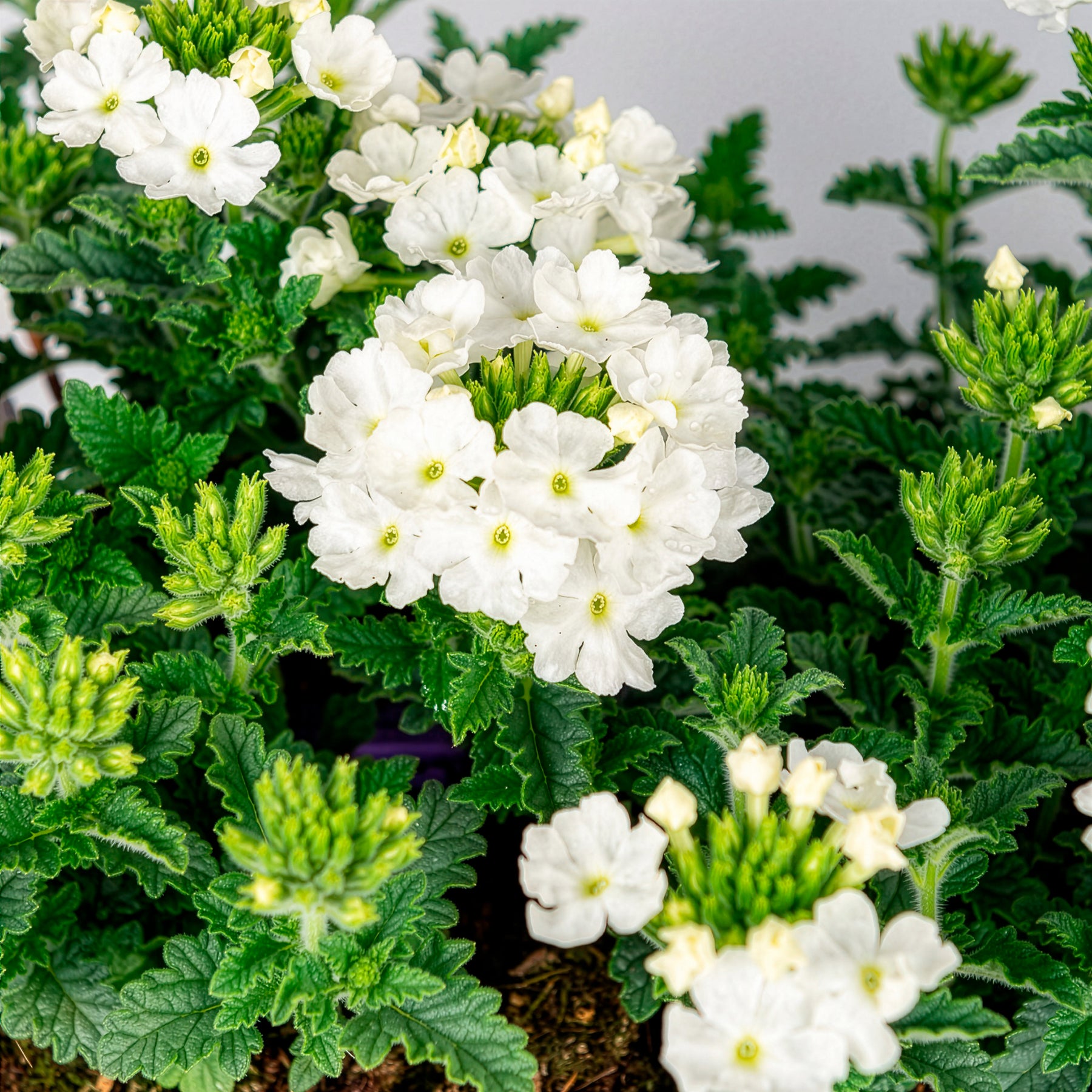 Witte verbena - Verbena pendula - Willemse