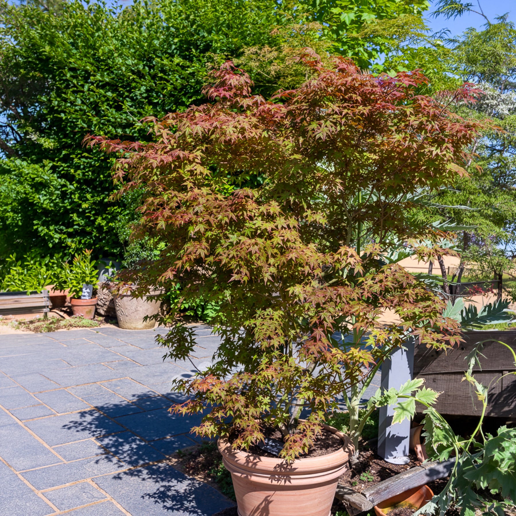 Japanischer Ahorn Deshojo - Acer palmatum Deshojo - Willemse