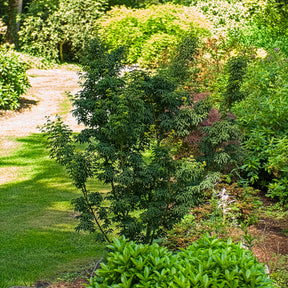 Japanischer Ahorn - Japanischer Ahorn Shishigashira - Acer palmatum Shishigashira