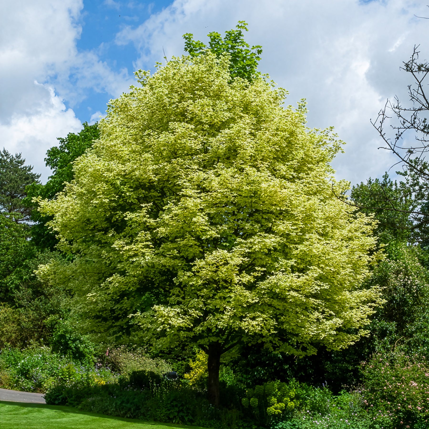 Acer platanoides Drummondii - Bunter Spitzahorn Drummondii - Ahorn