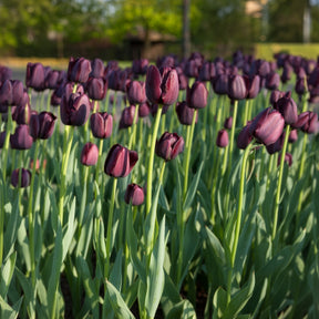 Tulpen-Zwiebeln - Tulpe Queen of Night - 