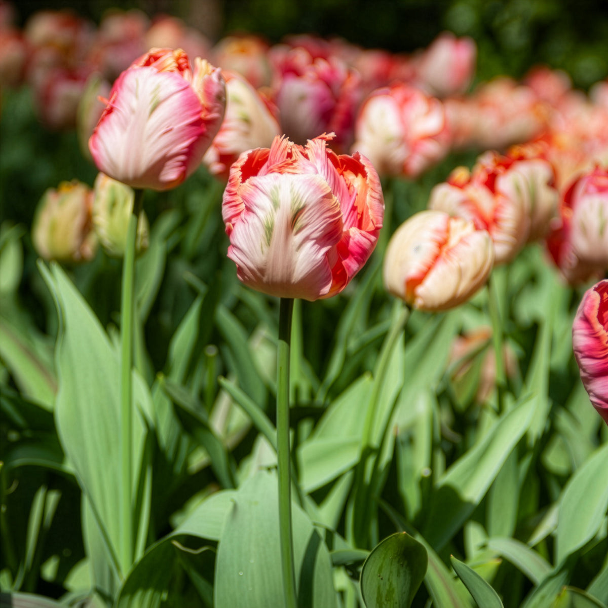 Tulpe Apricot Parrot - Tulipa Apricot Parrot - Willemse